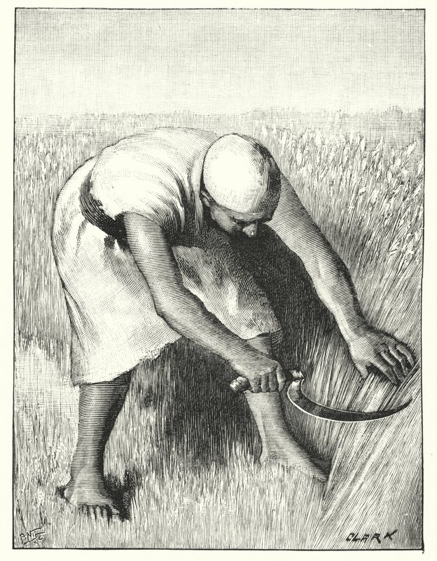 Oogsten in het Oosten door Henry Andrew Harper