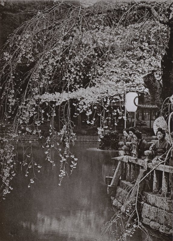 Kersenbloesemtijd in Japan door Herbert Ponting