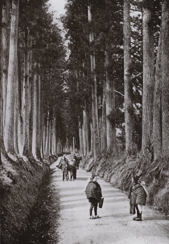 De Cryptomerias Avenue in Nikko door Herbert Ponting