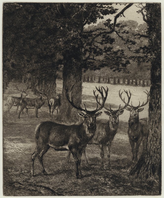 Herten in Windsor Park (gravure) door Heywood (after) Hardy