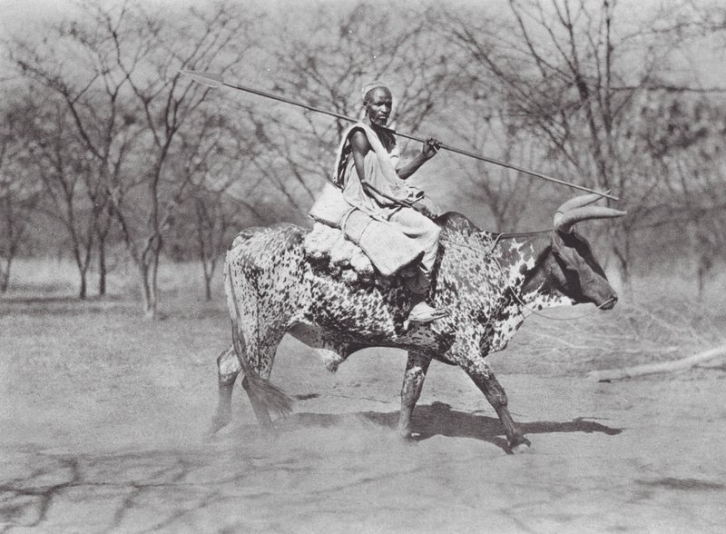 Afrika: Aulad Hamid os-rijder door Hugo Adolf Bernatzik