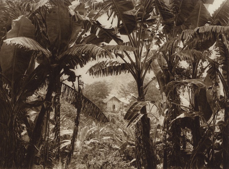 Mexico: Atoyac, Bananos (z/w foto) door Hugo Brehme