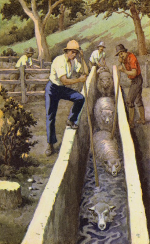 Schapen Dopen door J. Macfarlane