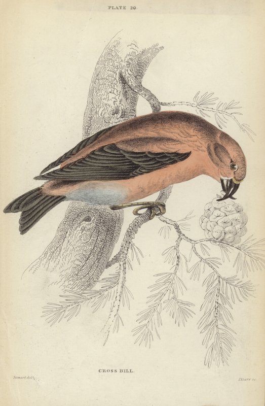Kruisbek door J. Stewart