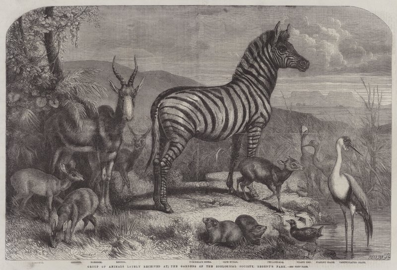 Groep dieren onlangs ontvangen in de tuinen van de Zoological Society, Regent