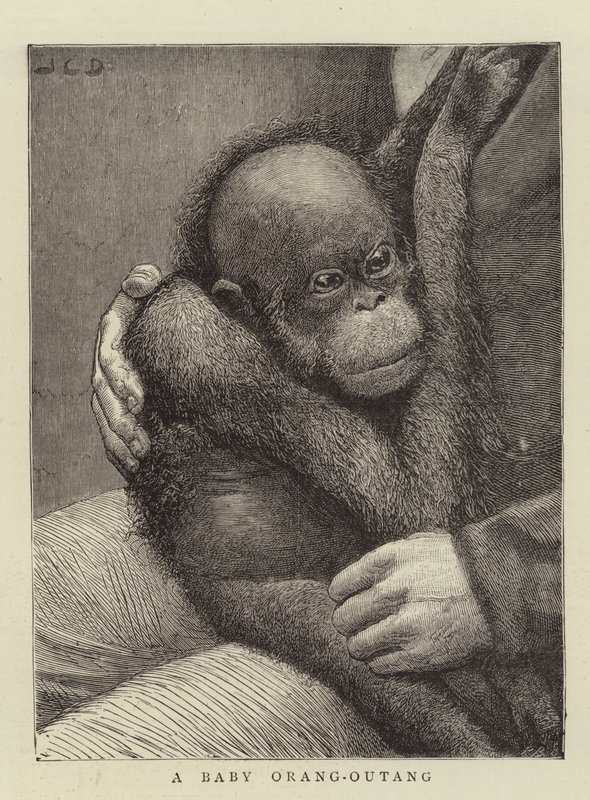Een Baby Orang-Oetang door John Charles Dollman