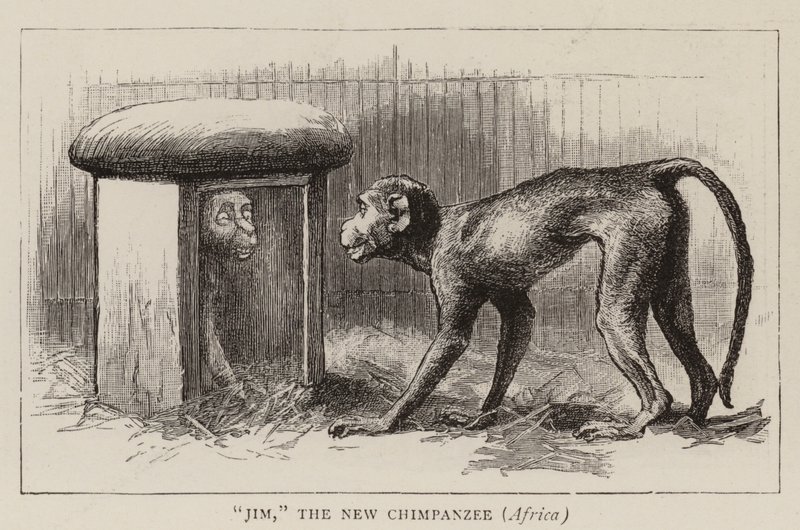 Zwerftochten in de dierentuin door John Charles Dollman