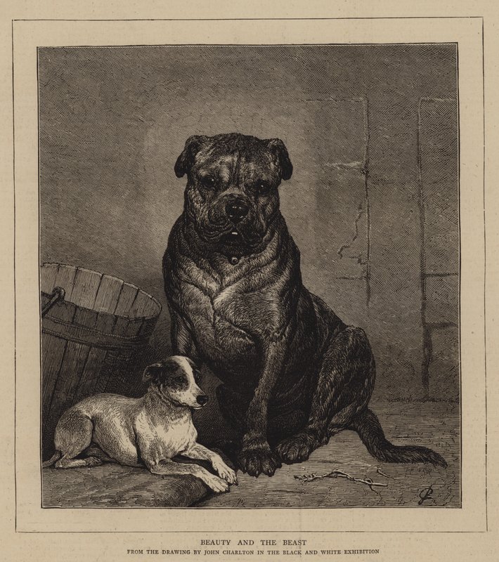 Belle en het Beest door John Charlton