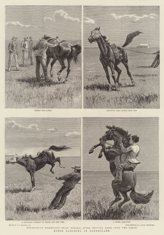 Paardenfokkerij in Queensland door John Charles Dollman