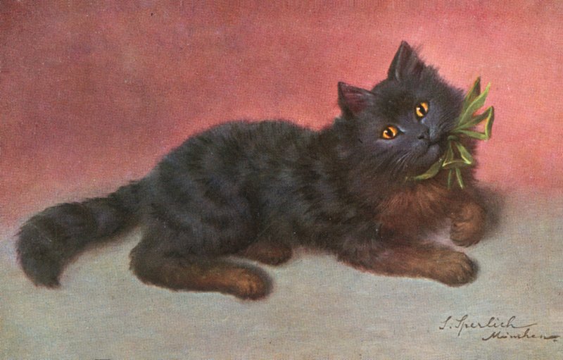 Katten ansichtkaart door Josef Sperlich