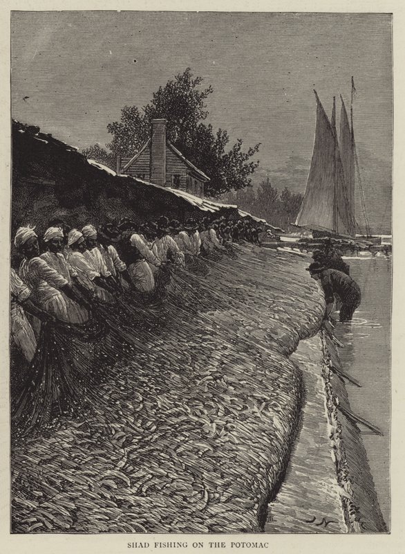 Shad Vissen op de Potomac door Joseph Nash
