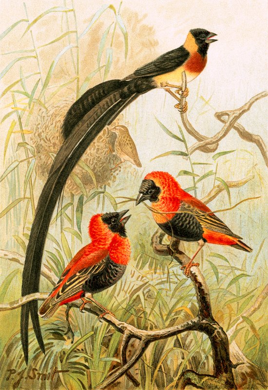Wevervogels door Joseph Smit