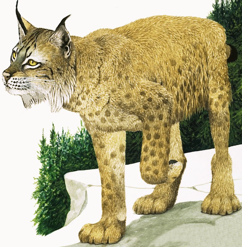 De lynx door Kenneth Lilly