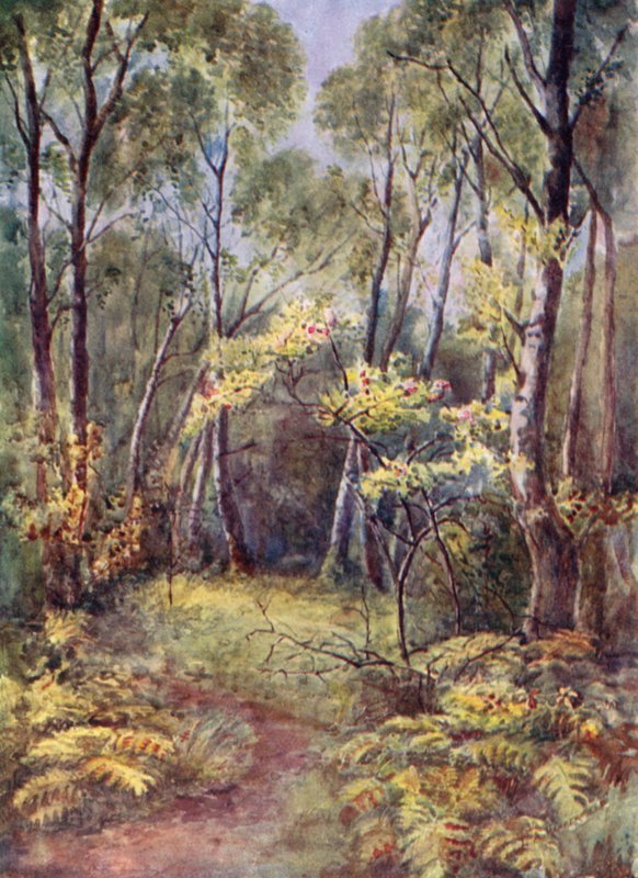 In Leigh Woods door Laura Annie Happerfield