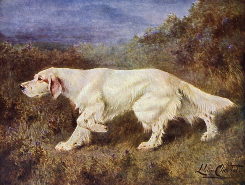De typische Engelse Setter Mallwyd Ned van Mr J J Holgate door Lilian Cheviot