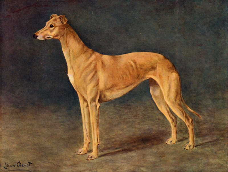 De succesvolle coursing greyhound teef Age of Gold door Lilian Cheviot