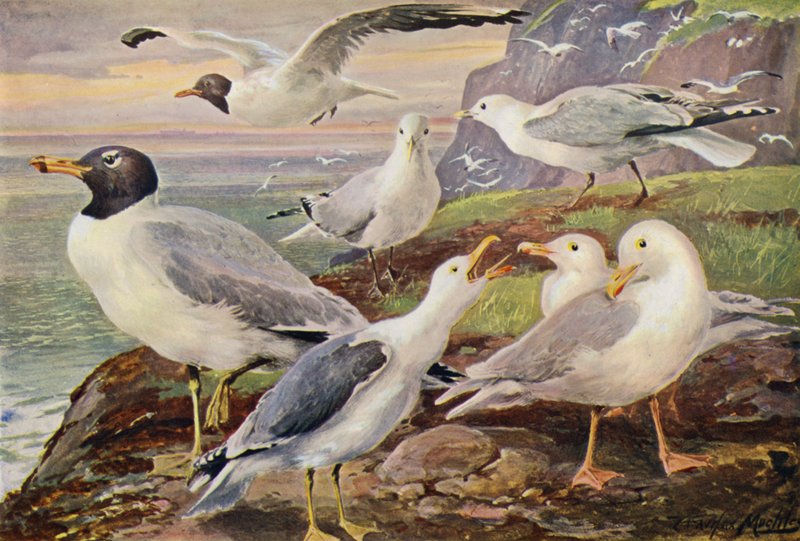 Meeuwen door Louis Fairfax Muckley