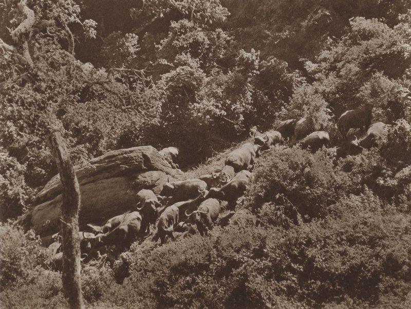 Buffel in dekking door Marcuswell Maxwell