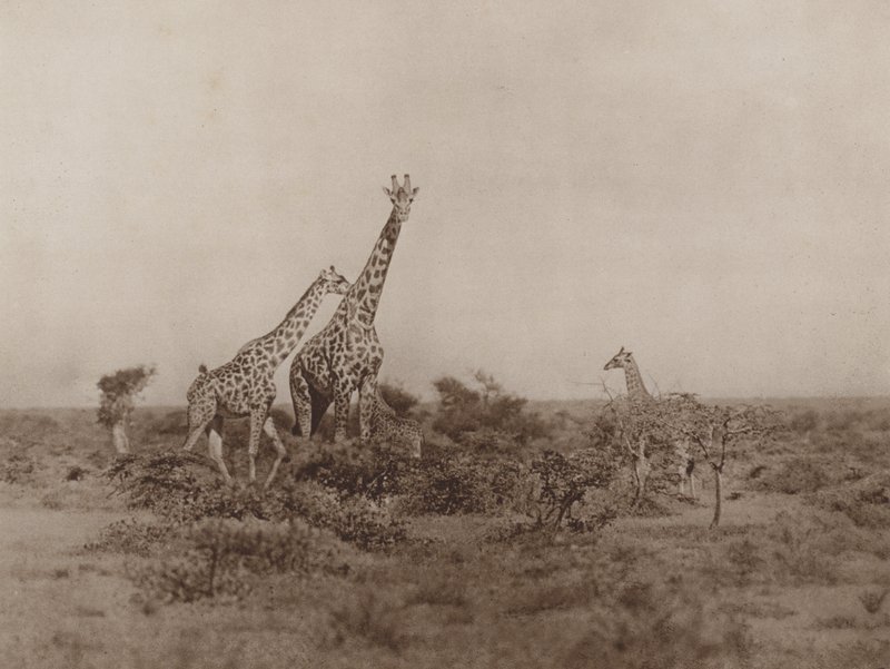 Giraffen in het struikgewas door Marcuswell Maxwell