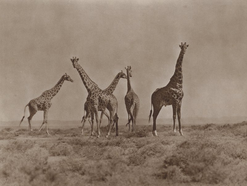 Op de vlaktes van Kenia door Marcuswell Maxwell