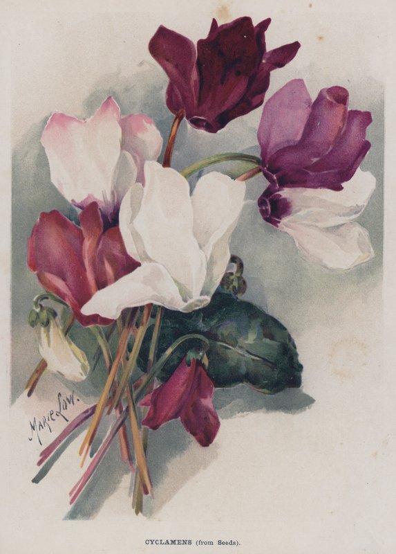 Cyclamen, uit Zaden door Marie Low