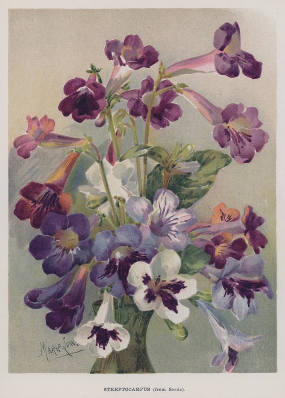Streptocarpus, uit Zaden door Marie Low