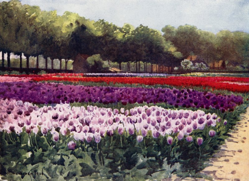 Darwin Tulpen door Mima Nixon
