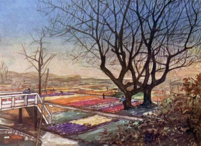 De tulpenvelden, Haarlem door Nico Jungman