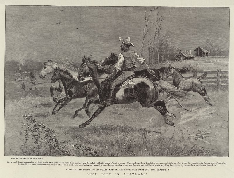Bushleven in Australië door Percy F.S. Spence