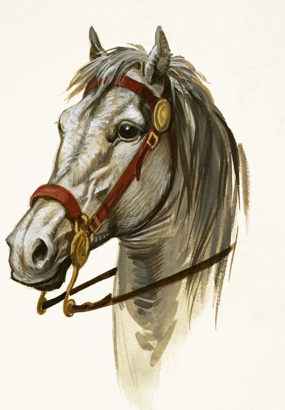 Onbekend Paard door Peter Jackson