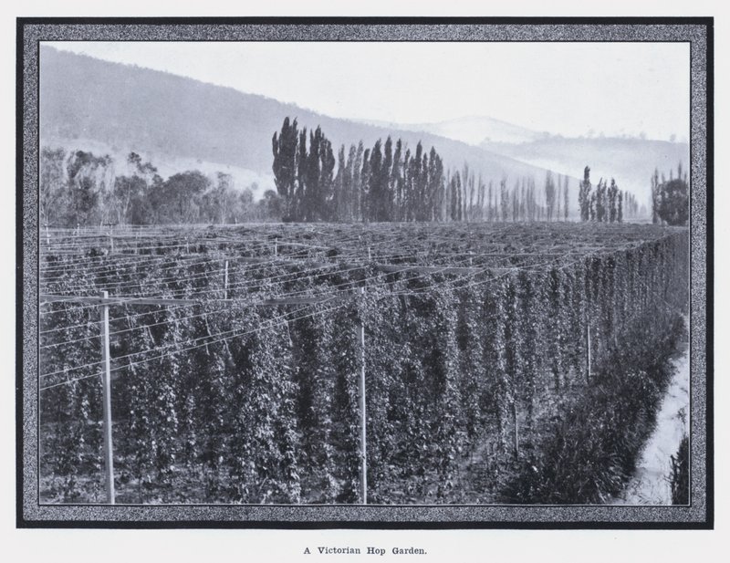 Een Victoriaanse hop tuin door Photographer Australian