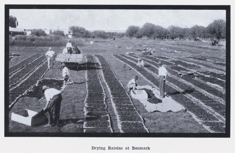 Drogen van rozijnen in Renmark door Photographer Australian