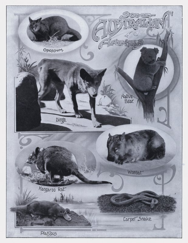 Enkele Australische dieren door Photographer Australian