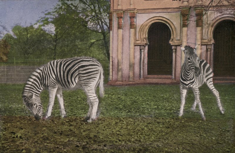 Keulen Zoo, Zebra