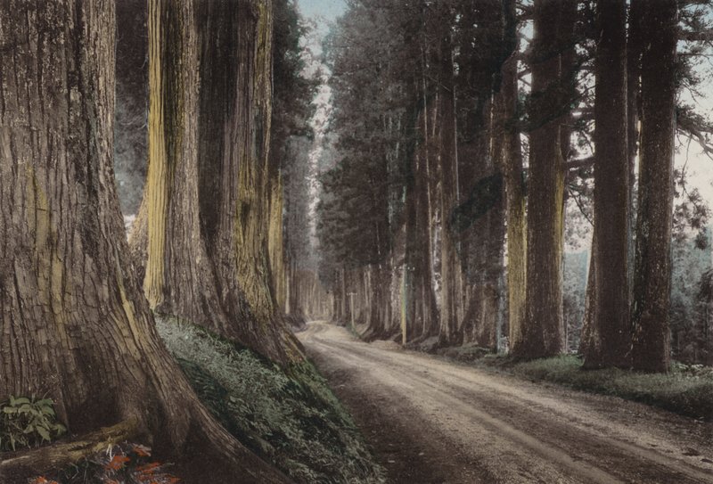 Japan, ca. 1912: Cryptomeria Road, Nikko door Photographer Japanese
