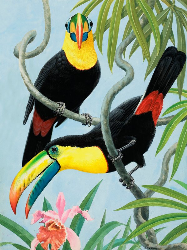Vogels met grote snavels door R.B. Davis