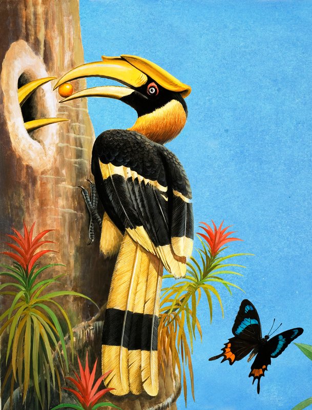 De neushoornvogel door R.B. Davis