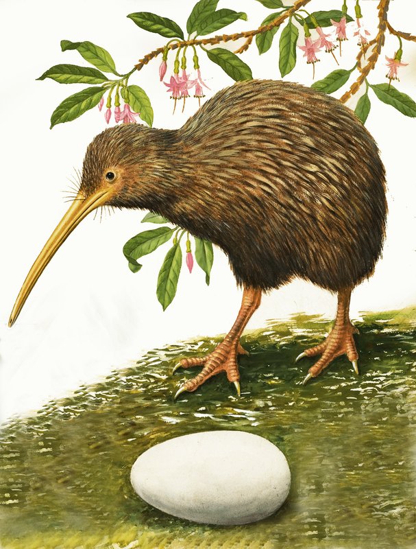 De Kiwi door R.B. Davis