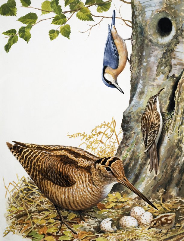 Bosvogels door R.B. Davis