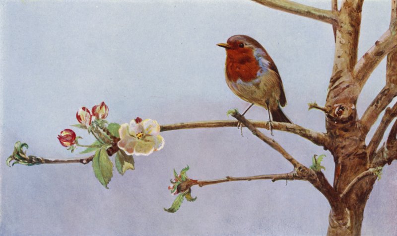 De roodborst door Richard and Cherry Kearton