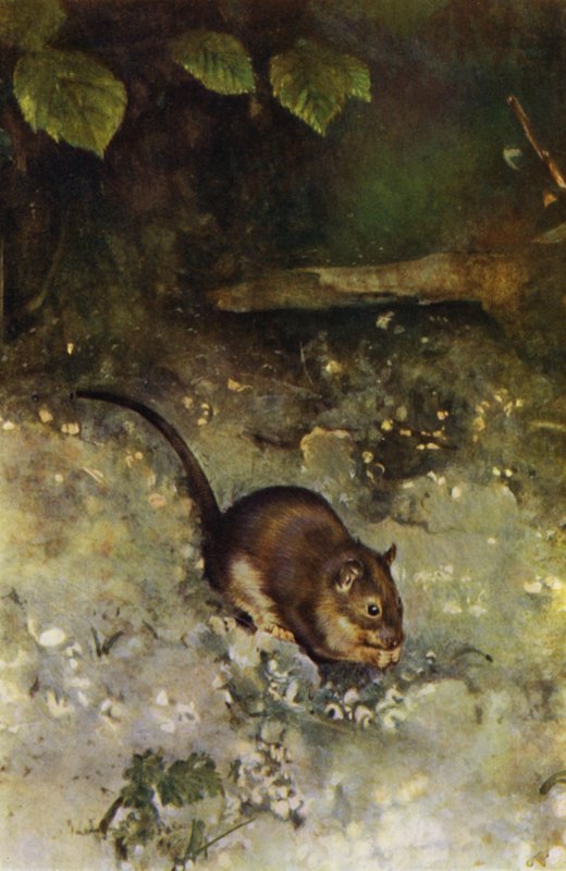 De bruine rat door Richard and Cherry Kearton