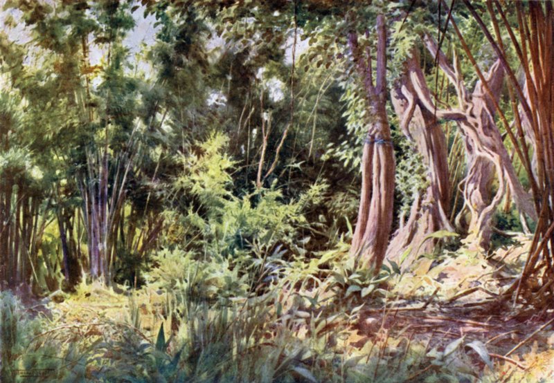 Jungle bij Delanchoon door Robert George Talbot Kelly
