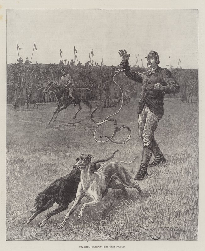 Coursing, het loslaten van de windhonden door S.T. Dadd