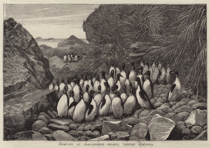 Pinguïns op Inaccessible Island, Tristan D