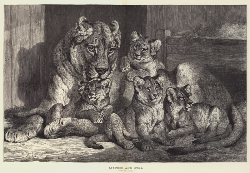Leeuwin en welpen door Samuel John Carter