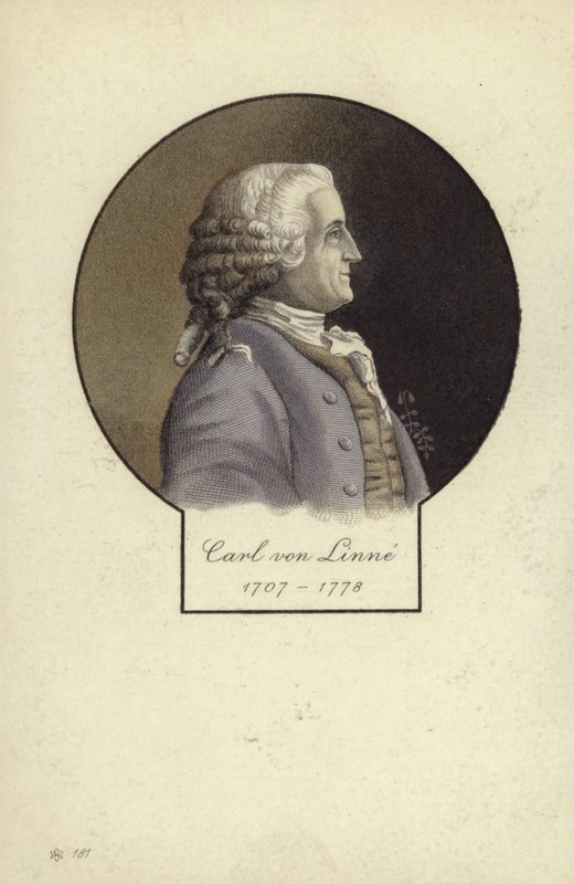 Carl Linnaeus (1707-1778), Zweedse botanicus en zoöloog door Swedish School