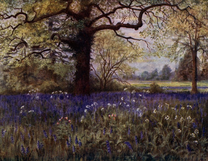 Kew Gardens: Wilde Hyacinten door Thomas Mower Martin