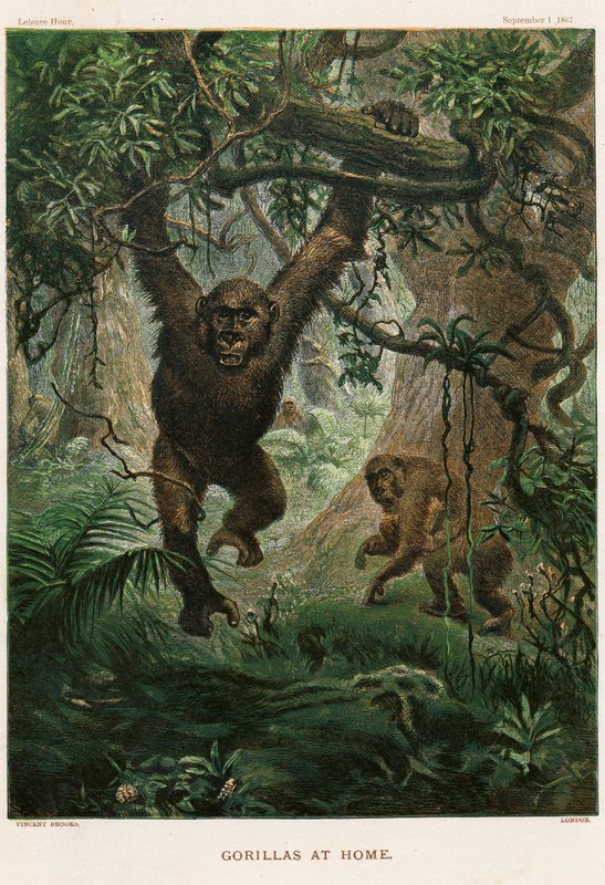 Gorilla