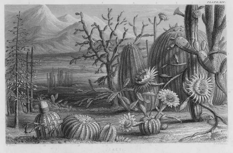 Cactussen (gekleurde gravure) door W. Fitch