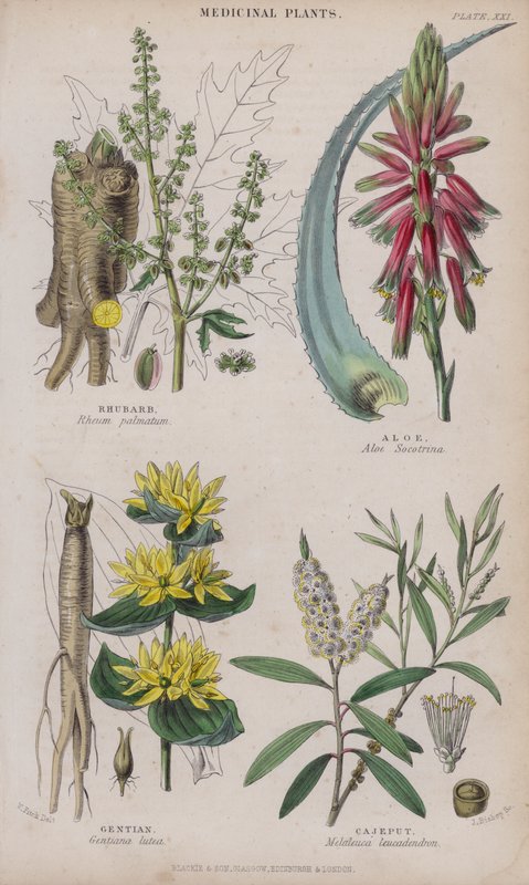 Rabarber; Aloë; Gentiaan; Cajeput door W. Fitch